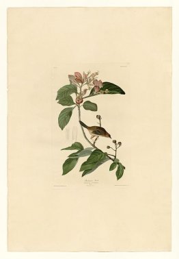 Plaque 165 Bachmans Finch