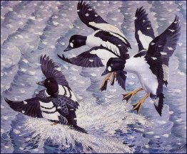 Goldeneye dans une tempête de neige