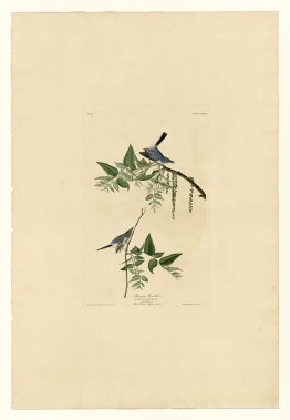 Plaque 84 Blue-Grey-Fly-Catcher