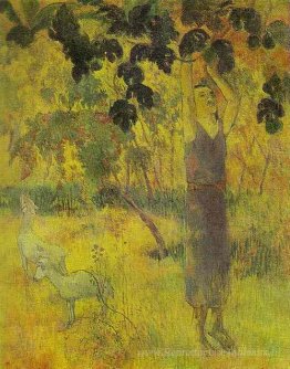 Homme cueillant des fruits dans un arbre