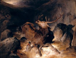 Chiens de cerf et de cerfs dans un torrent de montagne