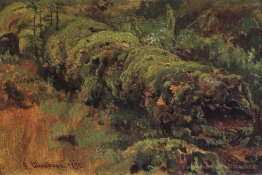 Bois pourri, recouvert de mousse