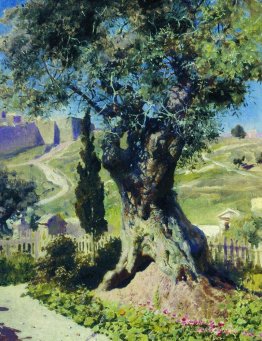 Un olivier dans le jardin de Gethsémane