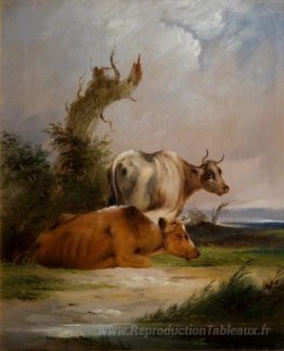 Vaches, vache blanche debout