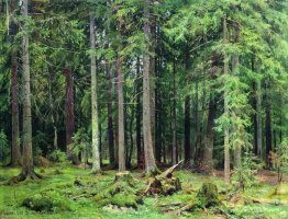 Forêt à Mordvinovo
