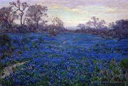 Bluebonnets à Twilight, près de San Antonio