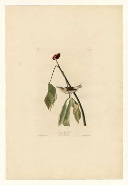 Planche 19. Chauveau d'eau de Louisiane