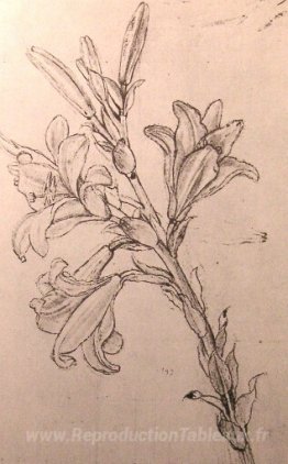 Dessin de lys, pour une annonce