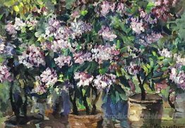 Lilas