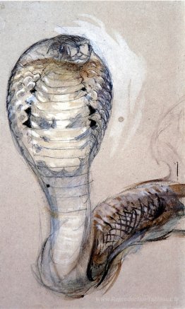 Plein de Cobra
