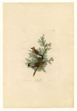 Planche 43. Bird de cèdre