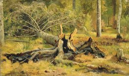 Arbre tombé. Siverskaya