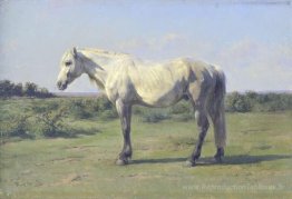 Un cheval gris dans un champ