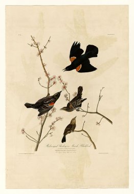 Plaque 67 Starling à ailes rouges ou merle de marais