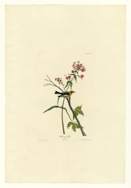 Planche 135 Blackburnian Warbler