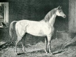 Cheval de messager