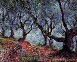 Bosquet d'oliviers à Bordighera