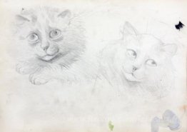 Croquis de chats birmanes
