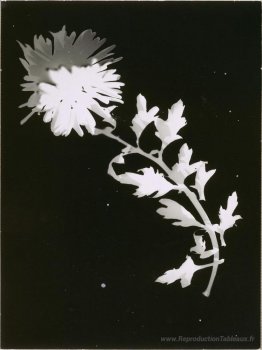 Fleur