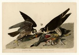 Planche 16. Hawk à pied