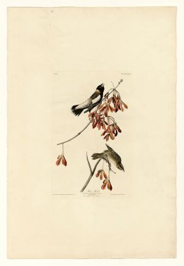 Plaque 54. Rice Bird