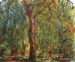 Saule pleureur