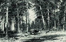 Forêt