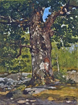 Le chêne Bodmer