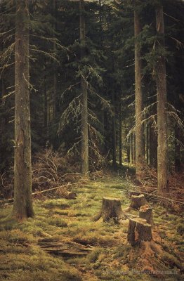 Forêt de conifères