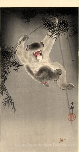 Singe se balançant d'une branche de bambou, observant une mouche
