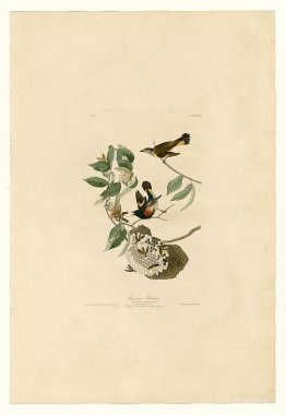 Planche 40. American Redstart