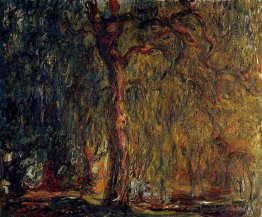 Saule pleureur