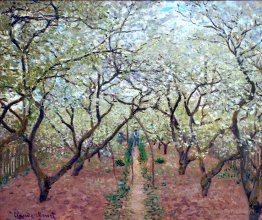Orchard en fleurs