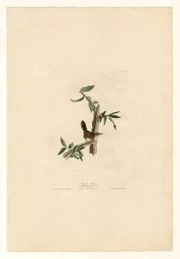 Planche 18. Wren de Bewick