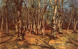 Forêt de hêtre