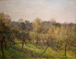 Forêt en soirée