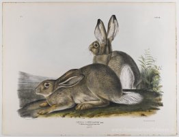 Hare Rocky Mountain de Townsend
