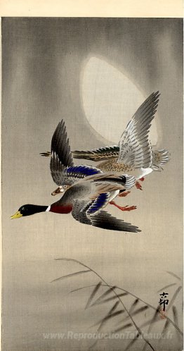 Canards colverts et lune