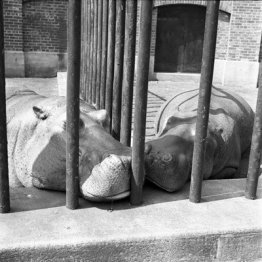 New York (deux hippopotames)