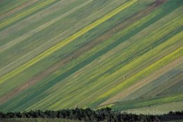 Marche