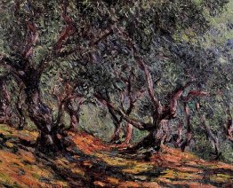 Oliviers à Bordigher
