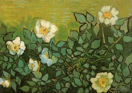 Roses sauvages