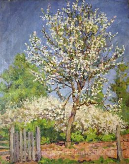 Pommier en fleurs