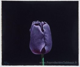 Tulipe