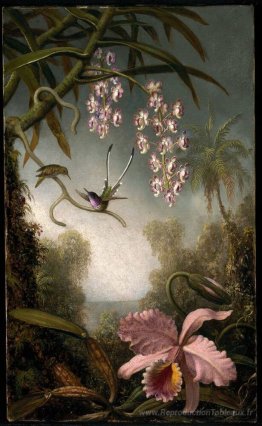 Orchidées et orchidées pulvérisées avec colibri