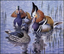 Canards mandarin