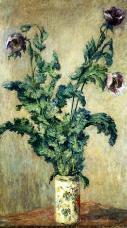 Coquelicots violets