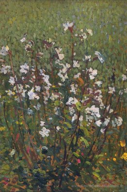 Fleurs blanches sur le terrain