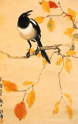 Une Magpie sur une branche d'érable.