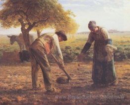 Les producteurs de pommes de terre